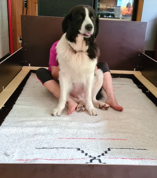 Nuoli testaa pentulaatikkoa