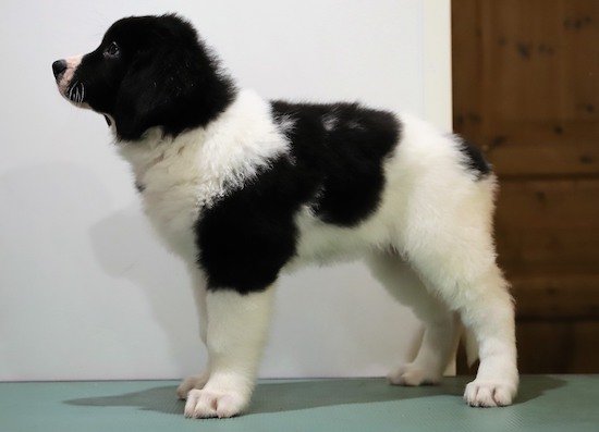 Kuva: Irmeli Maunonen-Eskelinen