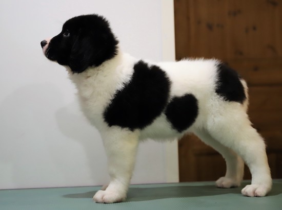 Kuva: Irmeli Maunonen-Eskelinen