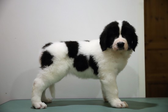 kuva: Irmeli Maunonen-Eskelinen