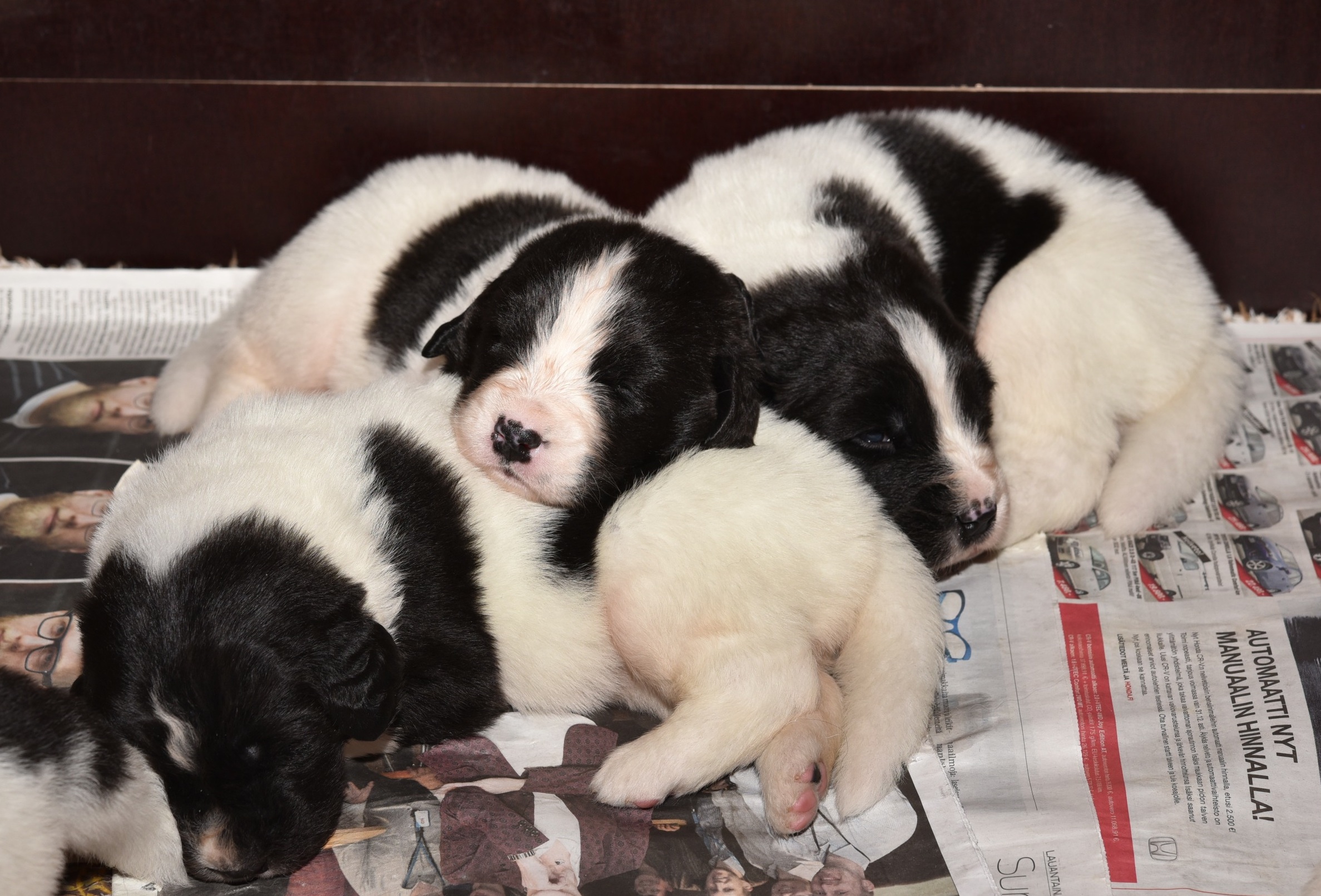 Sisarusten kanssa on turvallista nukkua: Taikatassu, Taikatalvi ja Taika-ampuja