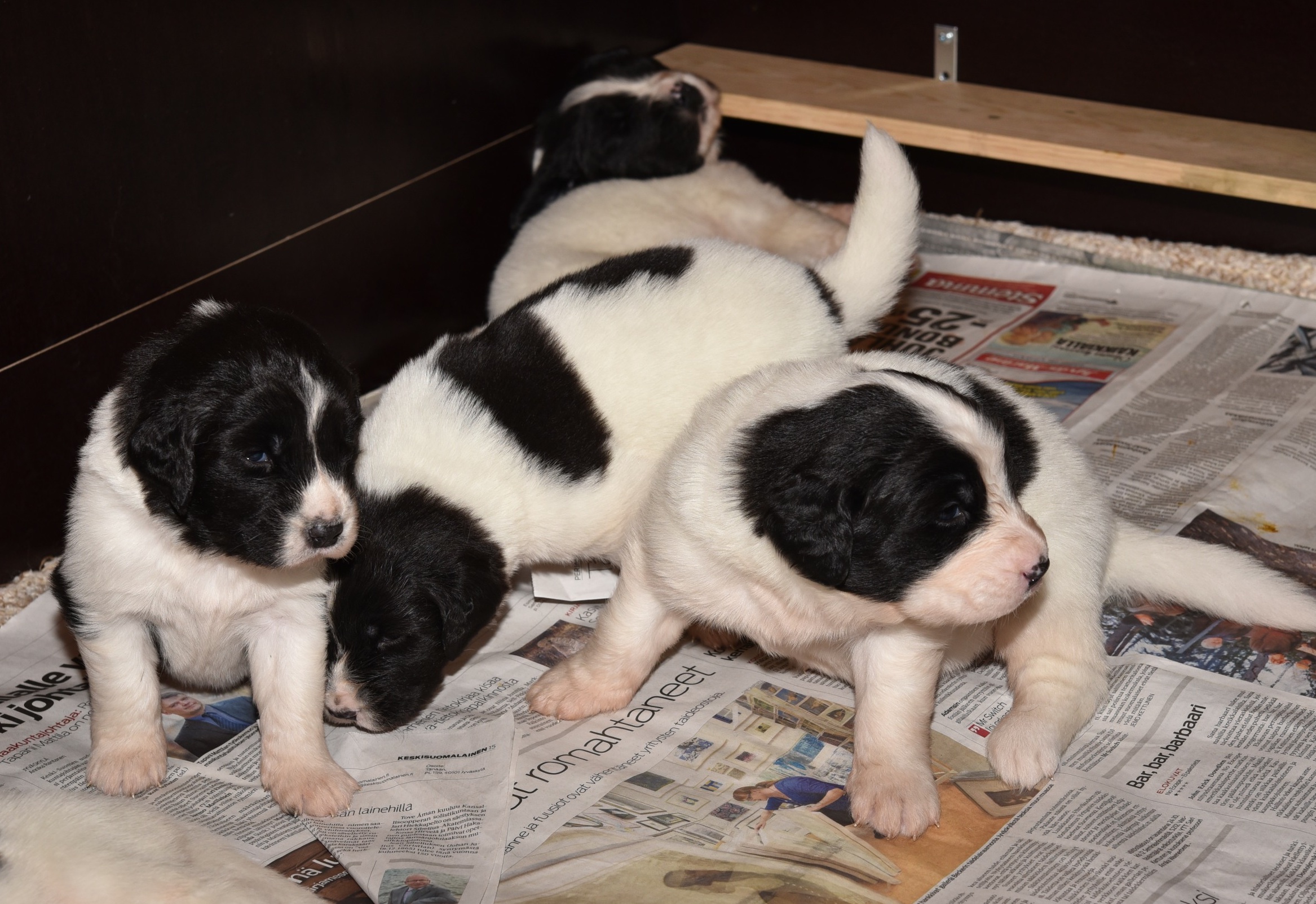 Taikatalvi, Taikay&ouml; ja Taikahuilu