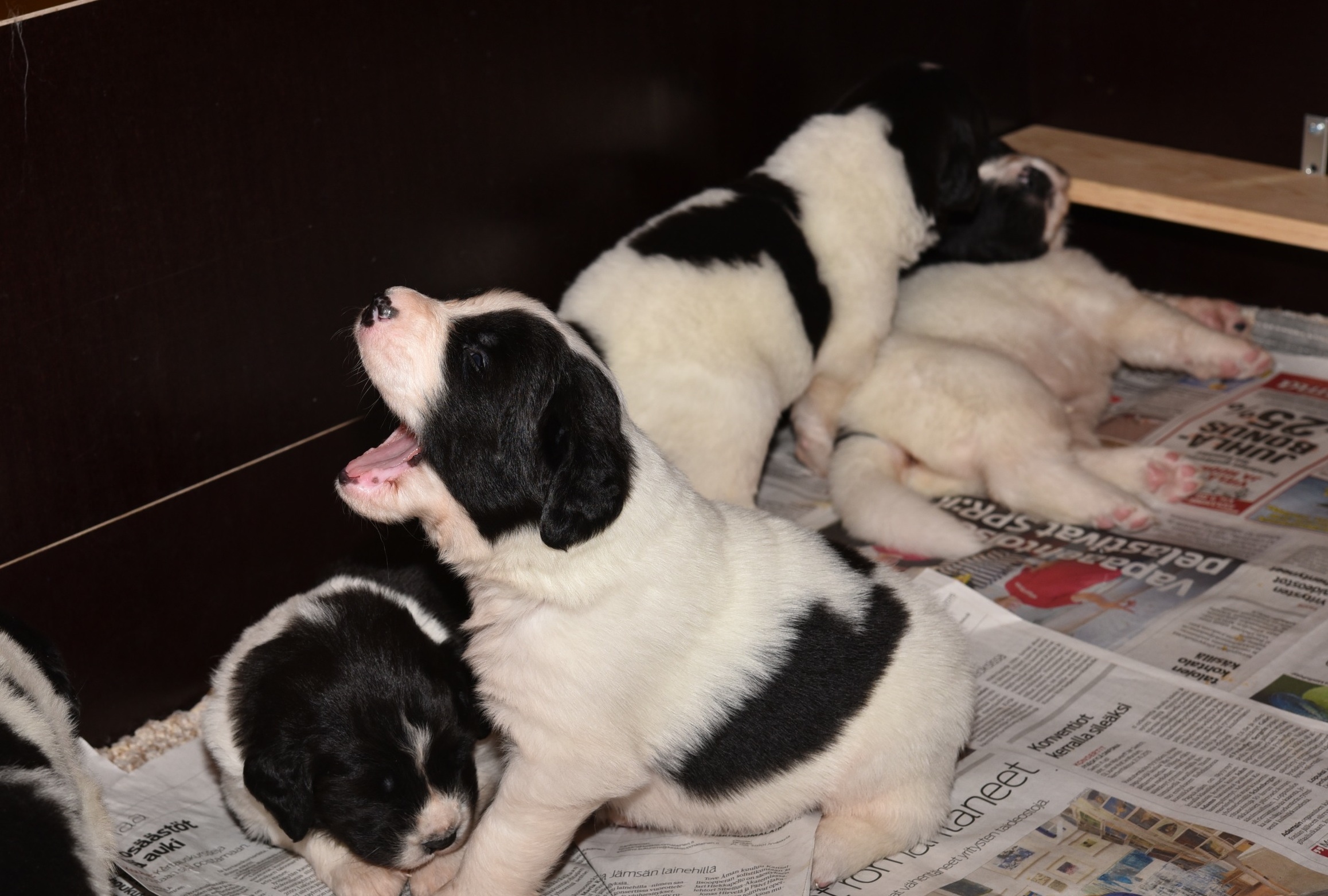 Taikaviitta, Taikavy&ouml; ja taustalla Taikay&ouml; ja Taikahuilu