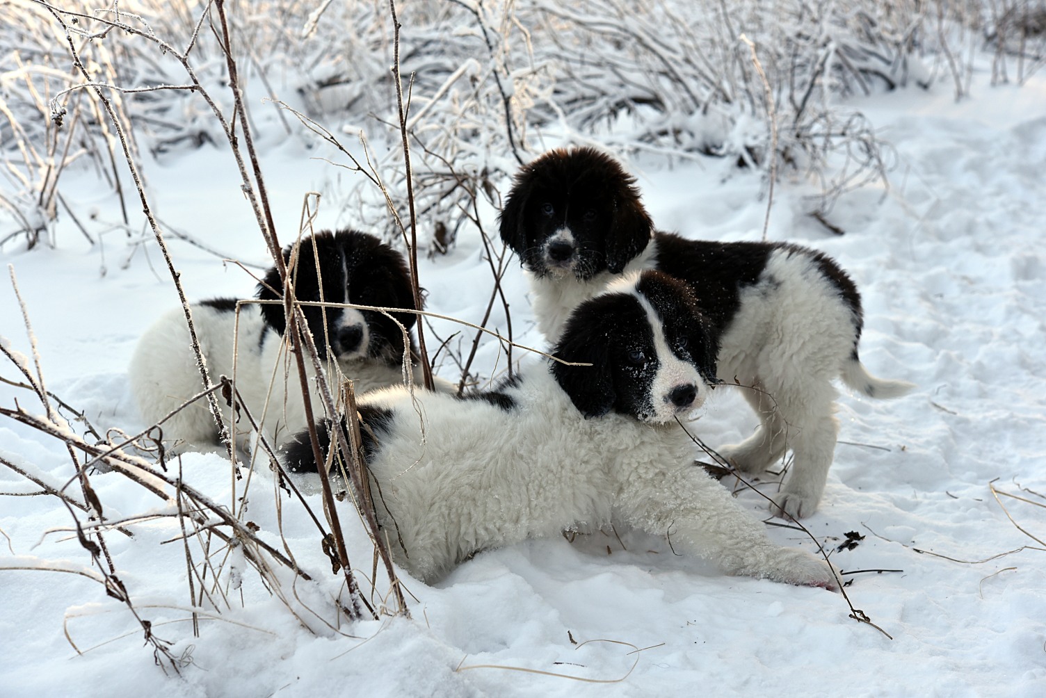 Mimmi, Taika-ampuja ja Taikahuilu pihassa peuhaamassa