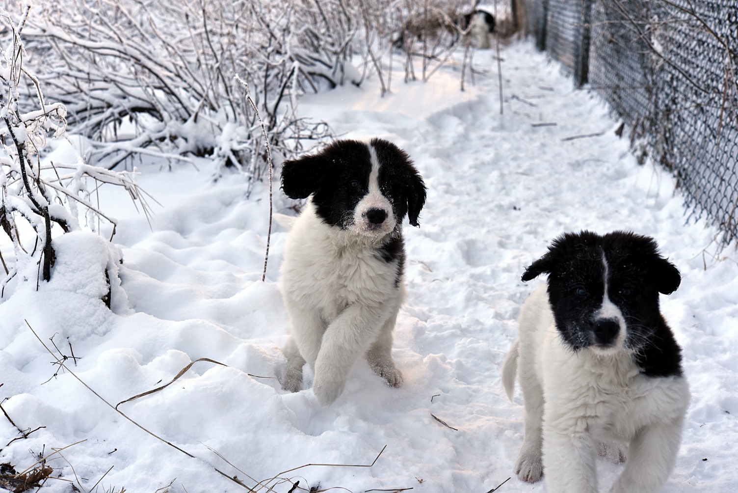 Pojat pihassa juoksemassa