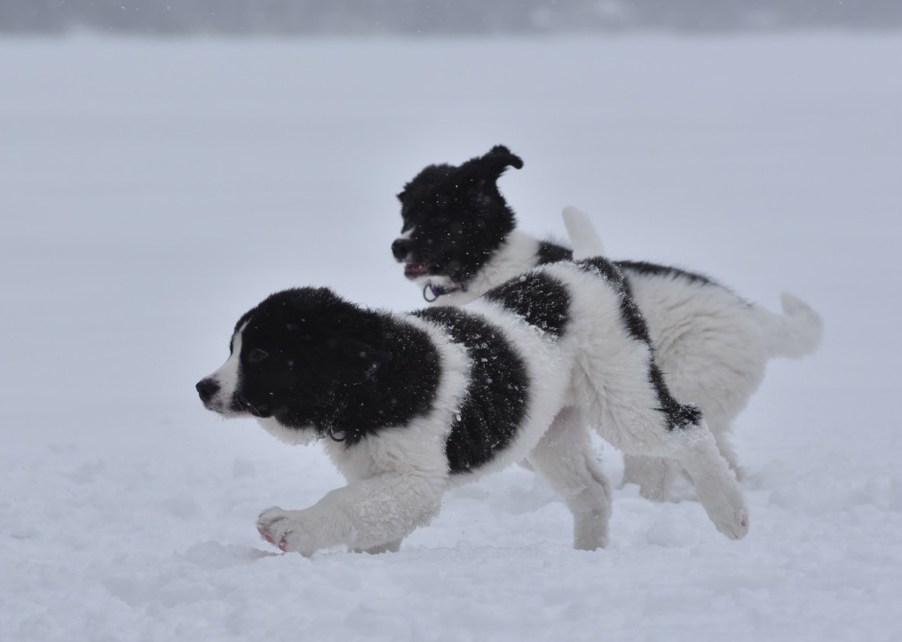 Penturiemua, Nuoli etualalla