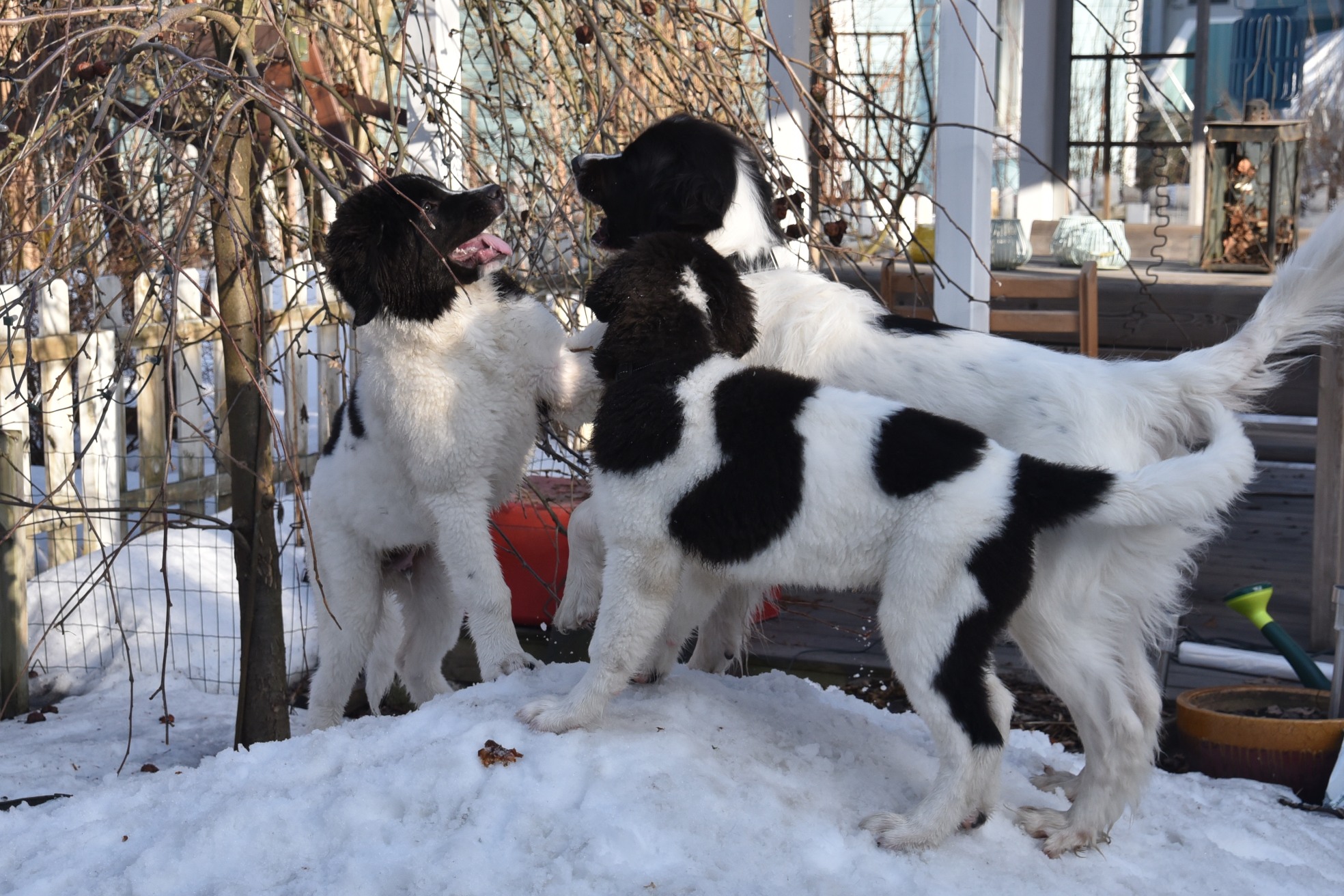 Taika-&auml;iti ja lapset Pomo ja Nuoli