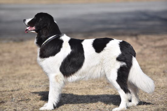 Helkavuoren Taikanuoli, kuva Irmeli Maunonen-Eskelinen