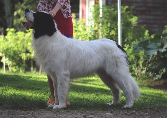 Raigomillin Quuhullu, kuva: Irmeli Maunonen Eskelinen