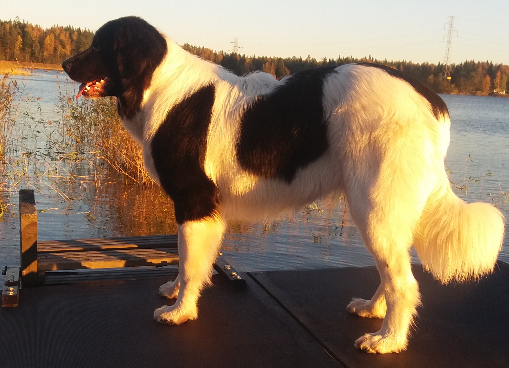 Selma 1v. Kuva: Sari Lepp&auml;niemi