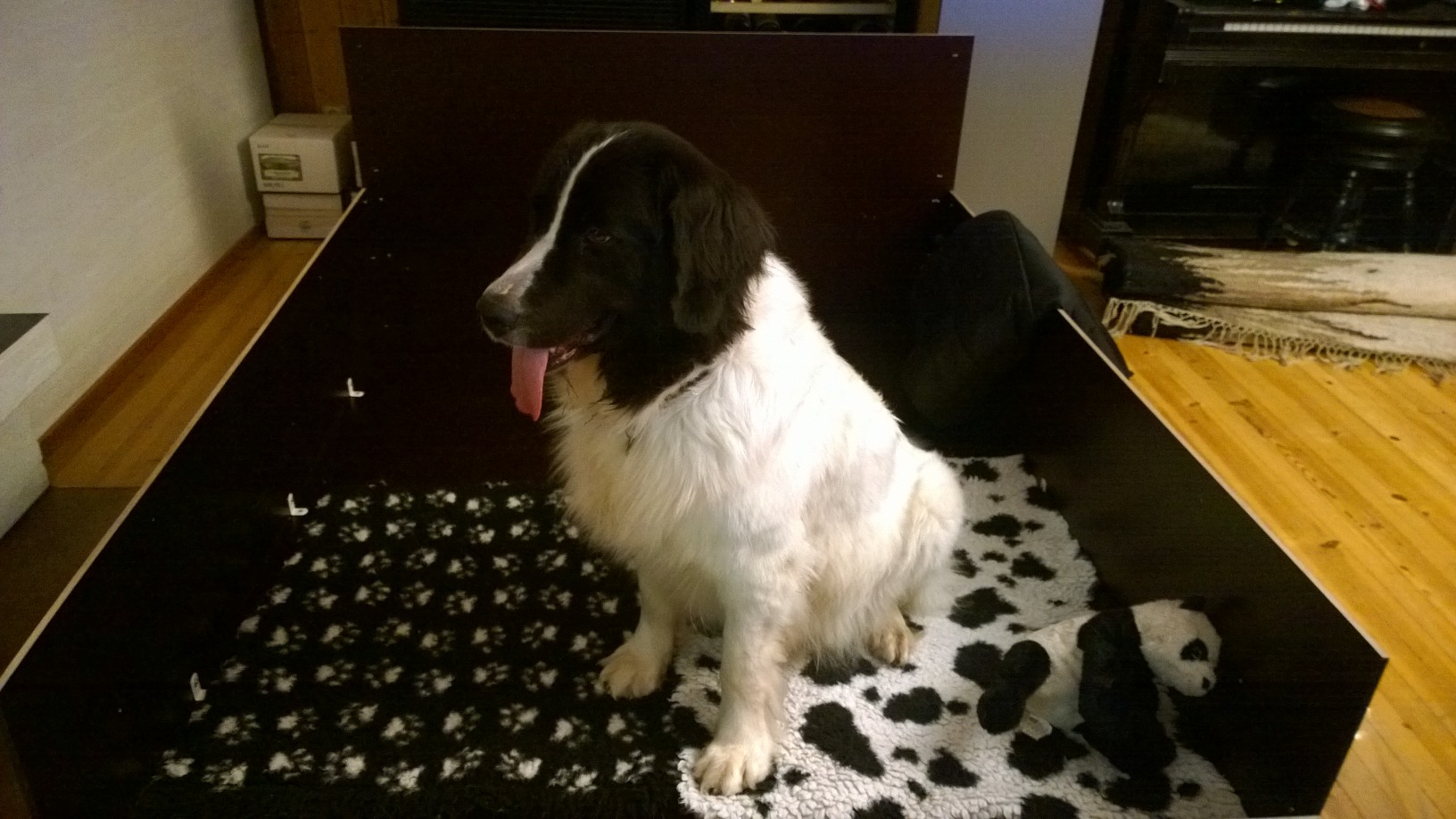 Taika ja upouusi pentulaatikko