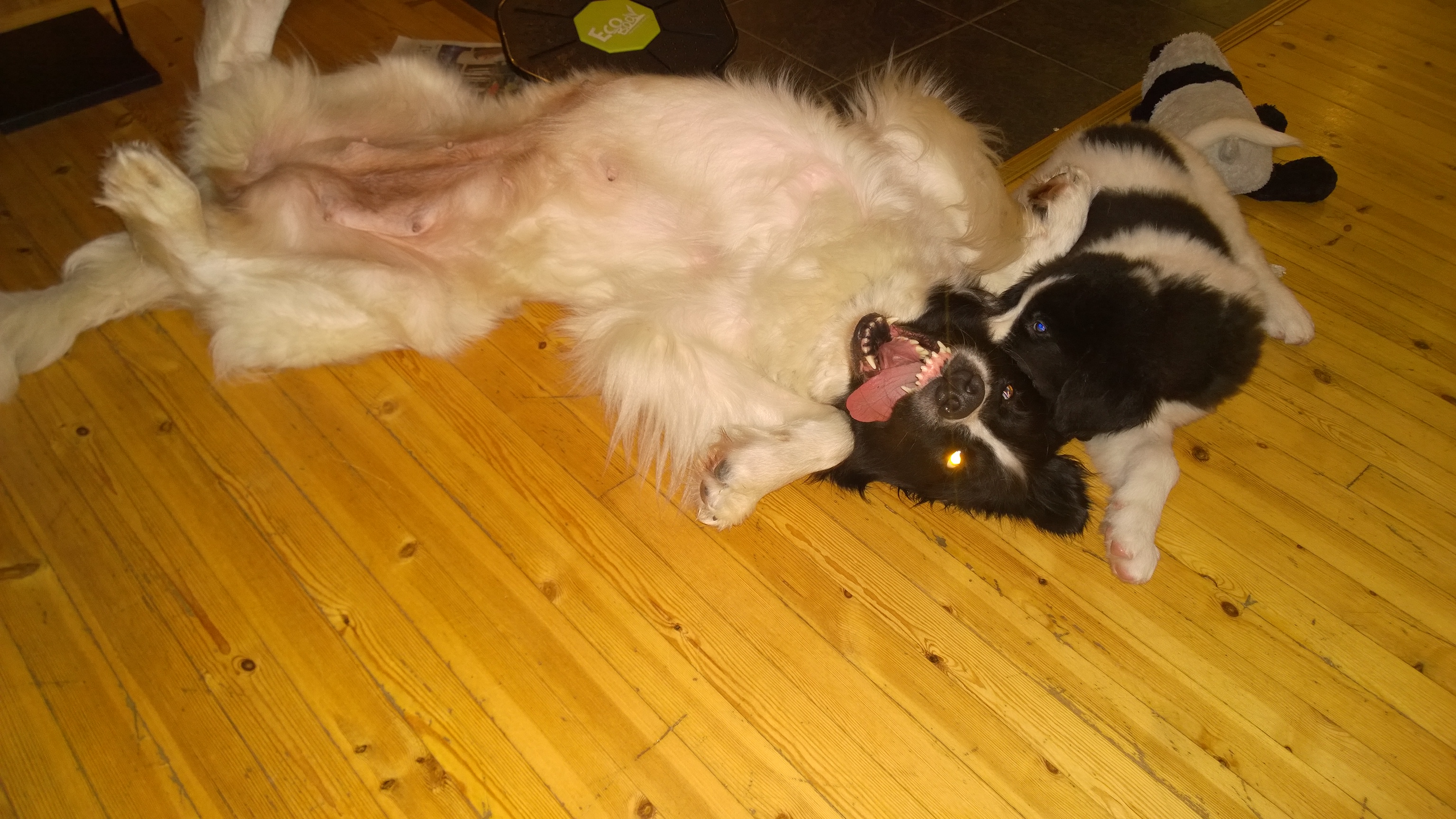 Taika ja Nuoli peuhaamassa