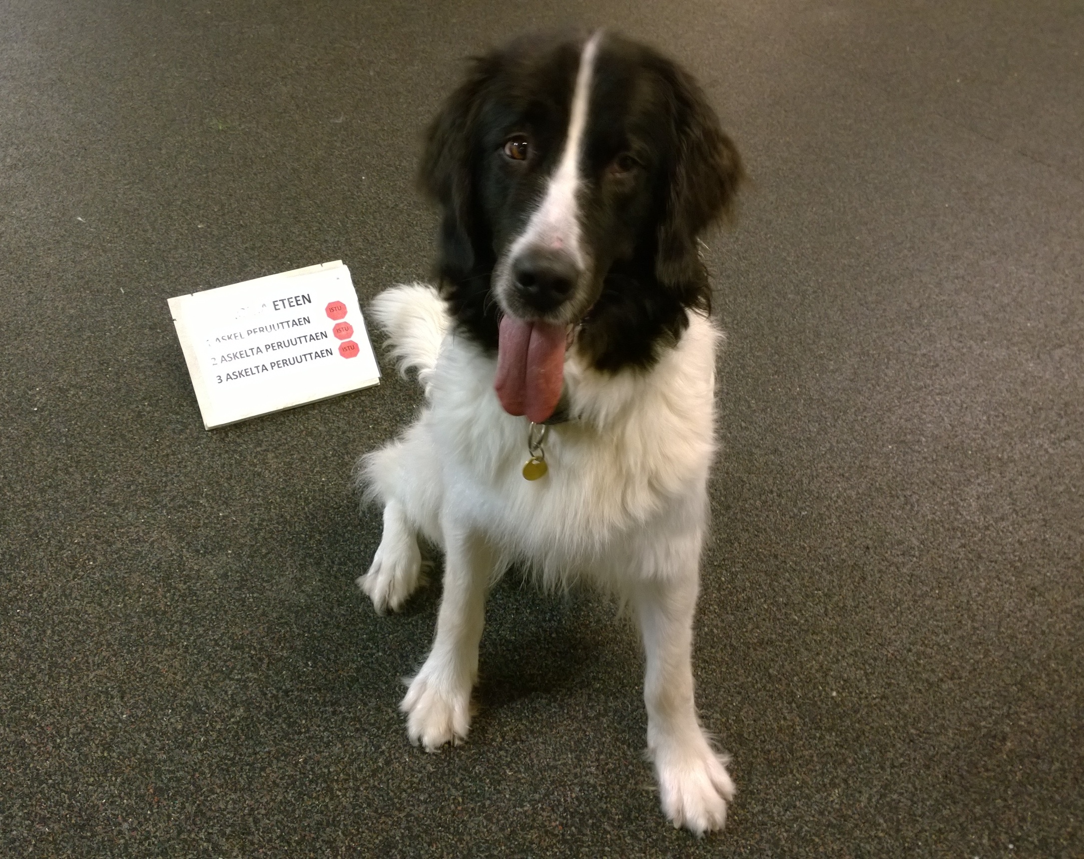 Taika RT-treeneiss&auml;