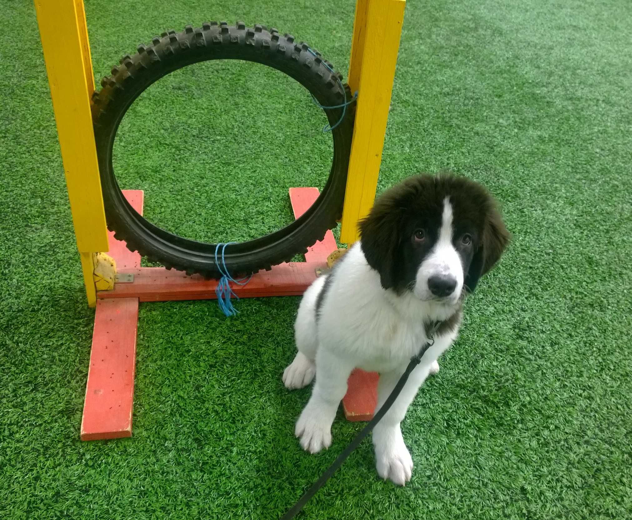 Nuoli p&auml;&auml;si eskarissa tutustumaan agility-esteisiinkin